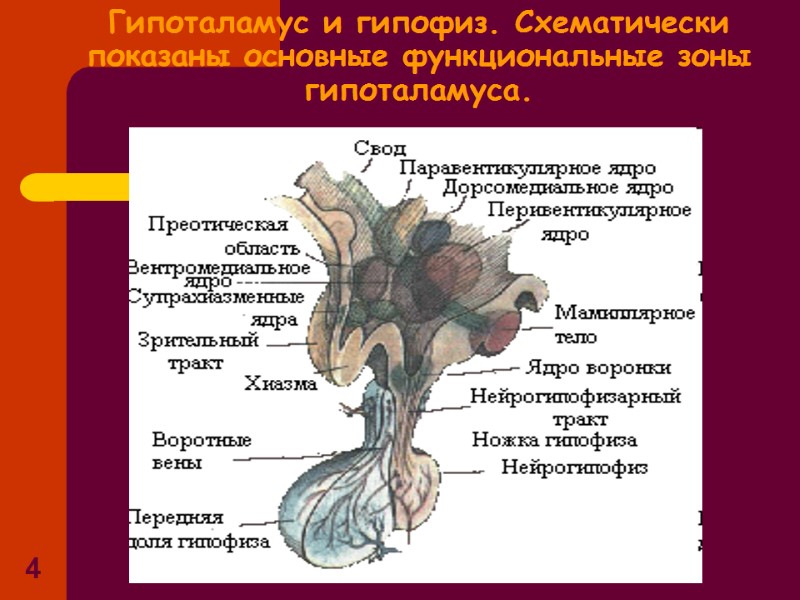 4 Гипоталамус и гипофиз. Схематически показаны основные функциональные зоны гипоталамуса. 4 Гипоталамус и гипофиз. Схематически показаны основные функциональные зоны гипоталамуса.